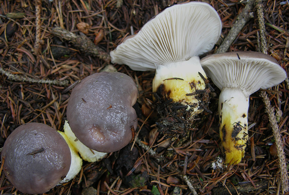 Funghi facili di ottobre(1).